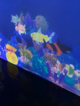 チームラボに投稿された画像（2023/10/10）