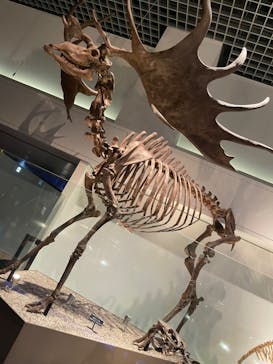 国立科学博物館に投稿された画像（2023/10/10）