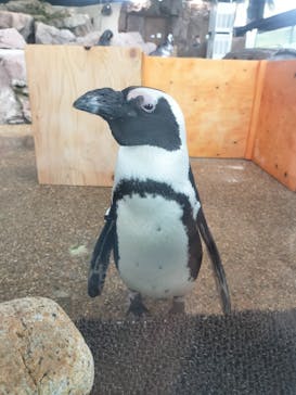 京都水族館に投稿された画像（2023/10/10）