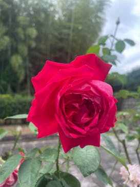 NESTA RESORT KOBE（ネスタリゾート神戸）に投稿された画像（2023/10/10）