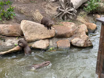 神戸どうぶつ王国に投稿された画像（2023/10/10）
