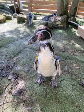 那須どうぶつ王国に投稿された画像（2023/10/10）