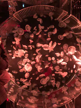 マクセル アクアパーク品川に投稿された画像（2023/10/10）