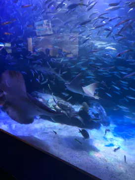 マクセル アクアパーク品川に投稿された画像（2023/10/10）