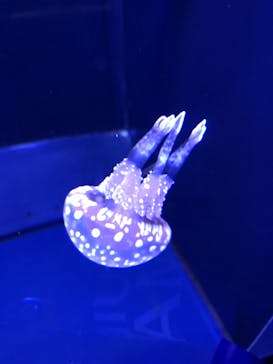 鴨川シーワールドに投稿された画像（2023/10/10）