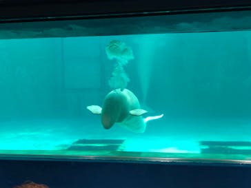 鴨川シーワールドに投稿された画像（2023/10/10）