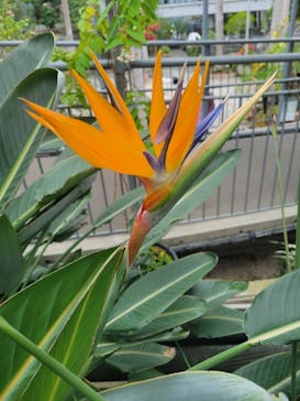 とっとり花回廊に投稿された画像（2023/10/10）