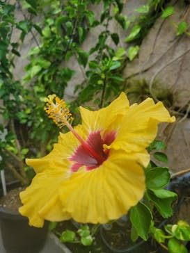 とっとり花回廊に投稿された画像（2023/10/10）