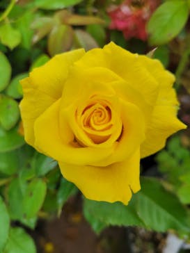 とっとり花回廊に投稿された画像（2023/10/10）