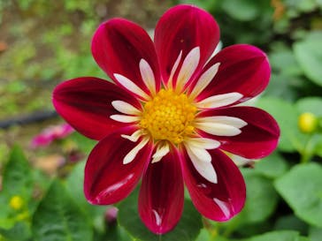 とっとり花回廊に投稿された画像（2023/10/10）