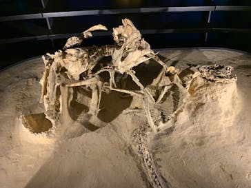 福井県立恐竜博物館に投稿された画像（2023/10/10）