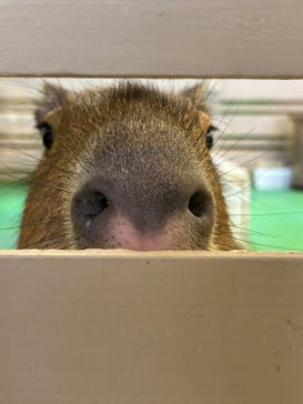 Moff animal world BIGHOPガーデンモール印西店に投稿された画像（2023/10/10）