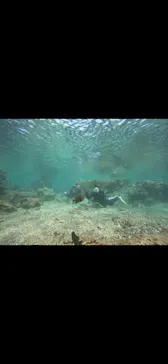 武藤潜水に投稿された画像（2023/10/11）