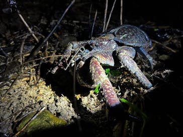 西表島 ADVENTURE PiPi（アドベンチャーピピ）に投稿された画像（2023/10/11）