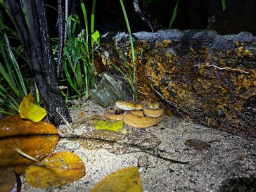 西表島 ADVENTURE PiPi（アドベンチャーピピ）に投稿された画像（2023/10/11）