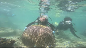 武藤潜水に投稿された画像（2023/10/11）