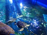 しながわ水族館に投稿された画像（2023/10/11）