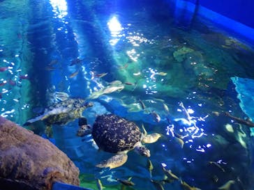しながわ水族館に投稿された画像（2023/10/11）