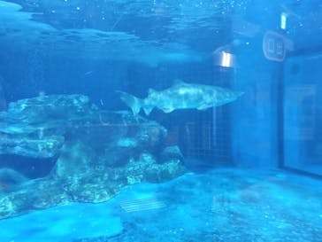 しながわ水族館に投稿された画像（2023/10/11）