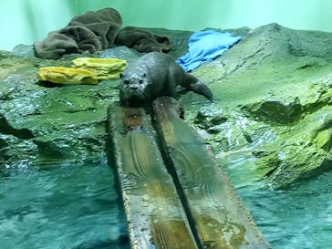 しながわ水族館に投稿された画像（2023/10/11）