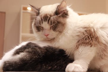 猫カフェモカ　イオンモール幕張新都心店に投稿された画像（2023/10/11）