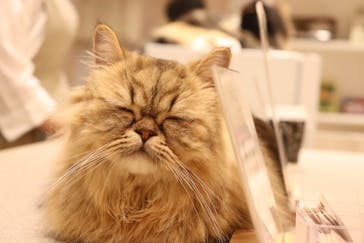 猫カフェモカ　イオンモール幕張新都心店に投稿された画像（2023/10/11）