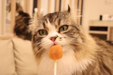 猫カフェモカ　イオンモール幕張新都心店に投稿された画像（2023/10/11）