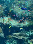 沖縄美ら海水族館に投稿された画像（2023/10/11）