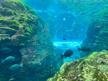 上越市立水族博物館 うみがたりに投稿された画像（2023/10/11）