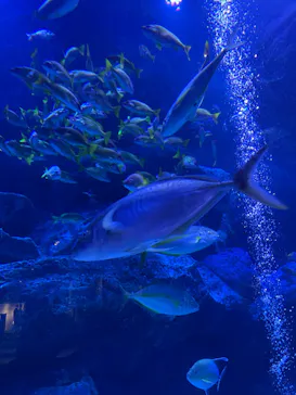 すみだ水族館に投稿された画像（2023/10/11）