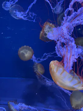 すみだ水族館に投稿された画像（2023/10/11）