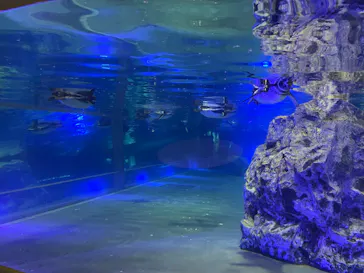 すみだ水族館に投稿された画像（2023/10/11）