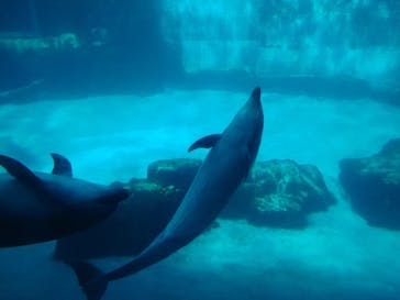 名古屋港水族館に投稿された画像（2023/10/11）