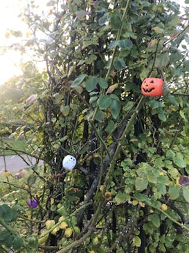 いばらきフラワーパークに投稿された画像（2023/10/11）