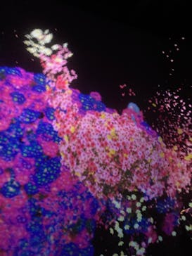 チームラボに投稿された画像（2023/10/11）