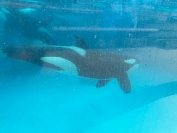 鴨川シーワールドに投稿された画像（2023/10/11）