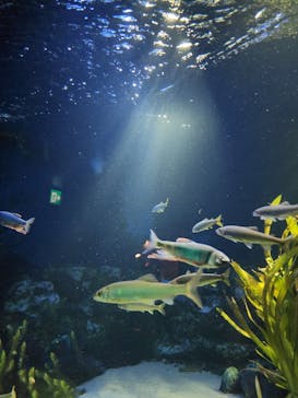 サンシャイン水族館に投稿された画像（2023/10/11）