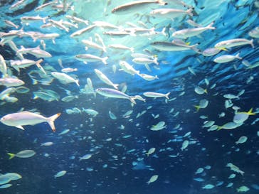 サンシャイン水族館に投稿された画像（2023/10/11）