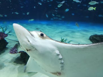 サンシャイン水族館に投稿された画像（2023/10/11）