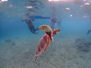 nico 宮古島に投稿された画像（2023/10/11）