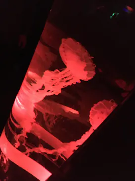 マクセル アクアパーク品川に投稿された画像（2023/10/12）