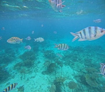 青の洞窟専門店　沖縄ダイビングショップ和に投稿された画像（2023/10/12）