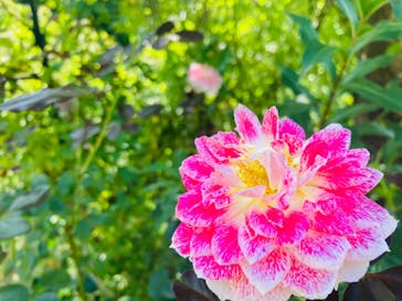 横浜イングリッシュガーデンに投稿された画像（2023/10/12）