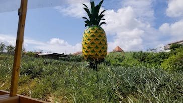 ナゴパイナップルパークに投稿された画像（2023/10/12）