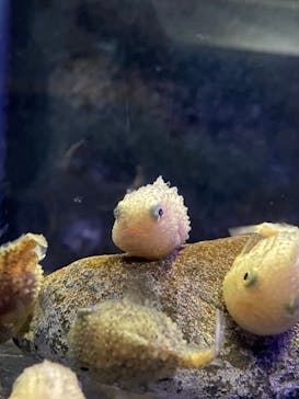 新江ノ島水族館に投稿された画像（2023/10/12）