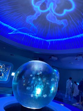 新江ノ島水族館に投稿された画像（2023/10/12）