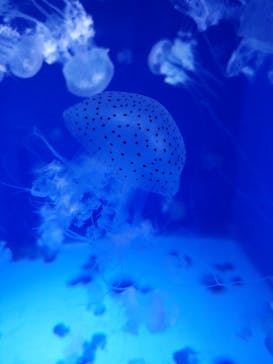 新江ノ島水族館に投稿された画像（2023/10/12）