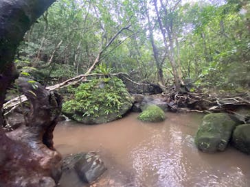 西表島 ADVENTURE PiPi（アドベンチャーピピ）に投稿された画像（2023/10/12）