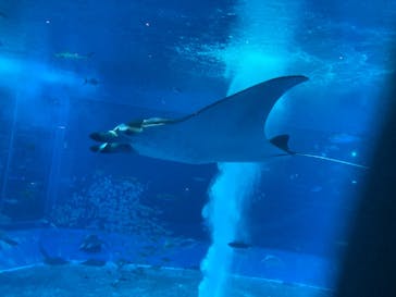 沖縄美ら海水族館に投稿された画像（2023/10/12）