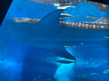 沖縄美ら海水族館に投稿された画像（2023/10/12）